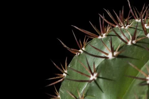 Close up of a cactus Stock Photos