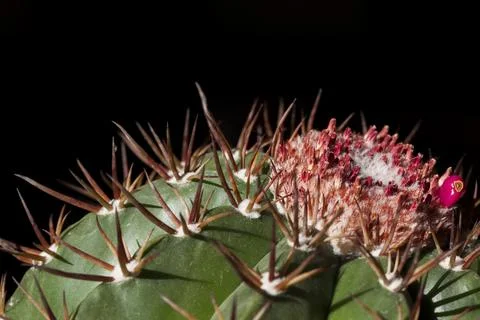 Close up of a cactus Foto stock