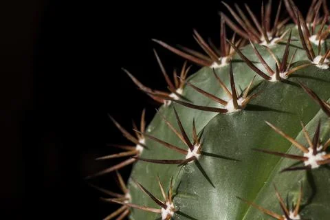 Close up of a cactus Stock Photos