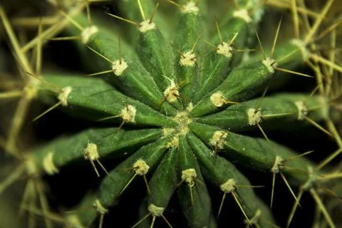 Close up of a cactus Stock Photos