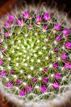 Close up of a cactus Stock Photos
