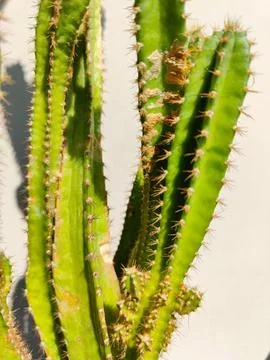 Close-up of a cactus Stock Photos