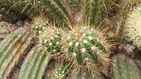 Close up of cactus plant Stock Footage 277535949