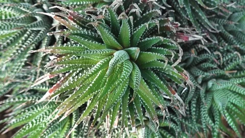 Close up of cactus plant with incaption mode Stock Footage 243496417