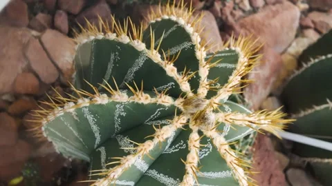 Close up of cactus plant with incaption mode Stock Footage 266269248
