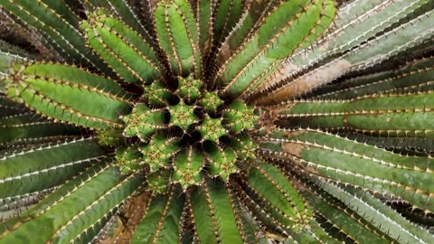 Close up of cactus plant with inception Stock Footage 277536517