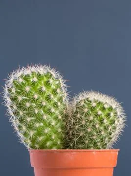 Close up of a cactus plant with sharp thorns Stock Photos