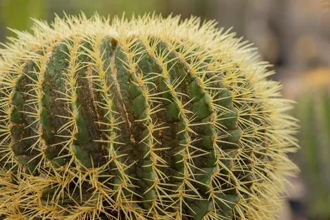 Close up of cactus plants, diffused background Stock Photos