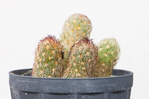 Close up of Cactus in plastic pot Stock Photos