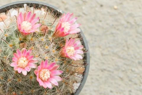 Close up of Cactus in plastic pot Foto stock