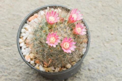 Close up of Cactus in plastic pot Stock Photos