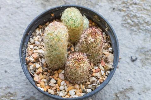 Close up of Cactus in plastic pot Stock Photos