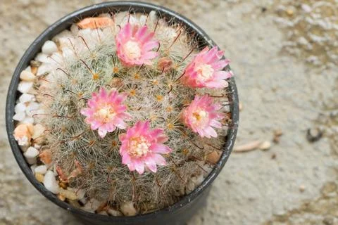 Close up of Cactus in plastic pot Stock-Fotos