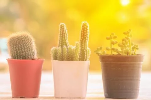 Close up cactus in pot Stock Photos