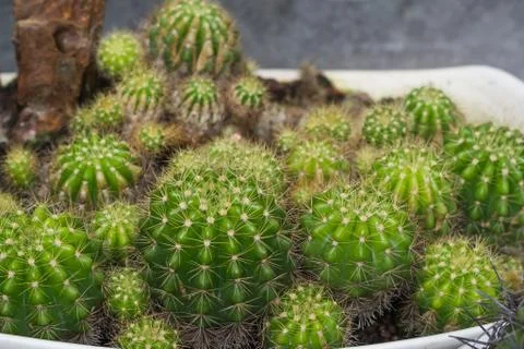 Close up cactus in pot Stock Photos