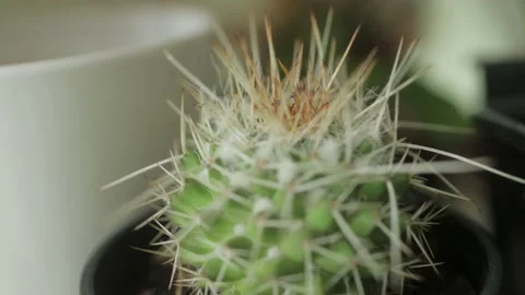 Close up of cactus in a pot on shelf Stock Footage 157080854