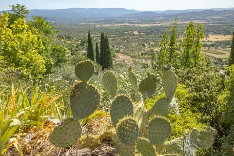 Close-up of a cactus with Provence in the background Stock Photos