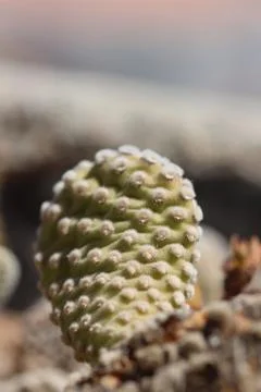 Close up of a cactus on a rock Stock Photos
