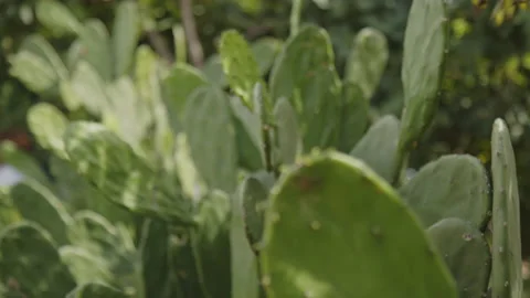 Close up cactus sertao ceará Stock Footage 199687235