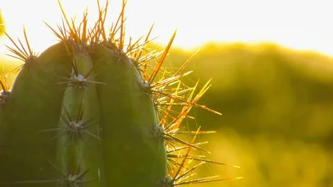 Close-up of a cactus with sharp spines glowing in warm sunset light, featur.. Stock Photos