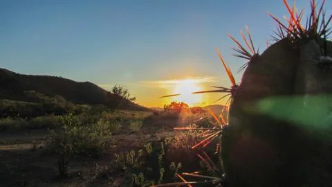 Close-up of a cactus with sharp spines illuminated by golden sun rays durin.. Stock Photos
