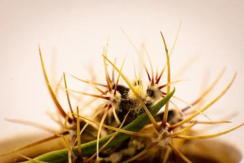 Close-up of a cactus with sharp yellow and red spines and fuzzy white areoles Stock Photos