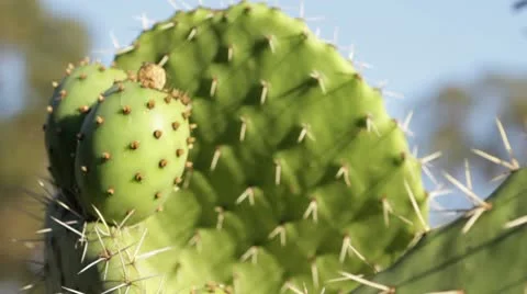 Up close Cactus shot with macro lens Stock-Footage 10573186