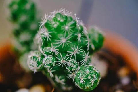 Close up of cactus with soft selective focus and blurred cactus background. Stock Photos