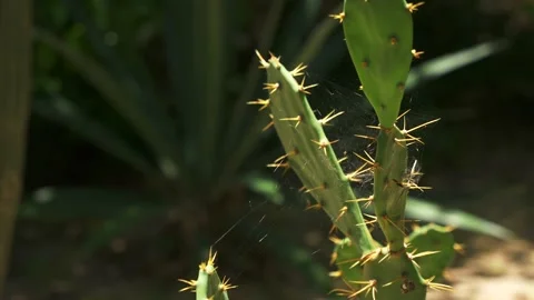 Close up of cactus with a spider net in a tropical forest on a bright sunny day Stock Footage 206389488