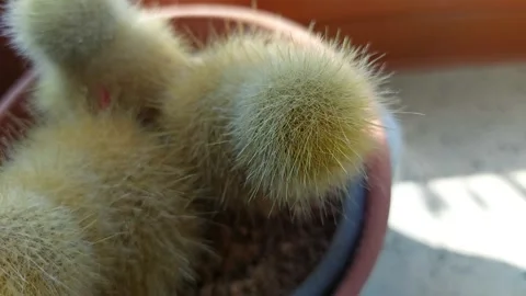 Close up of cactus spines with bright daylight from a window Stock Footage 333642006
