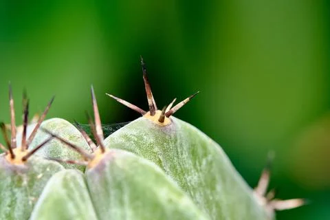 Close-Up of Cactus Spines with Green Background in Natural Setting Stock Photos