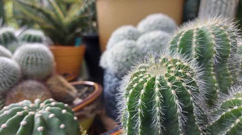 Close up of cactus spines Stock Photos