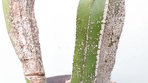 Close-up of a cactus stem with heavy mealybug infestation on white background 스톡 동영상 308439713