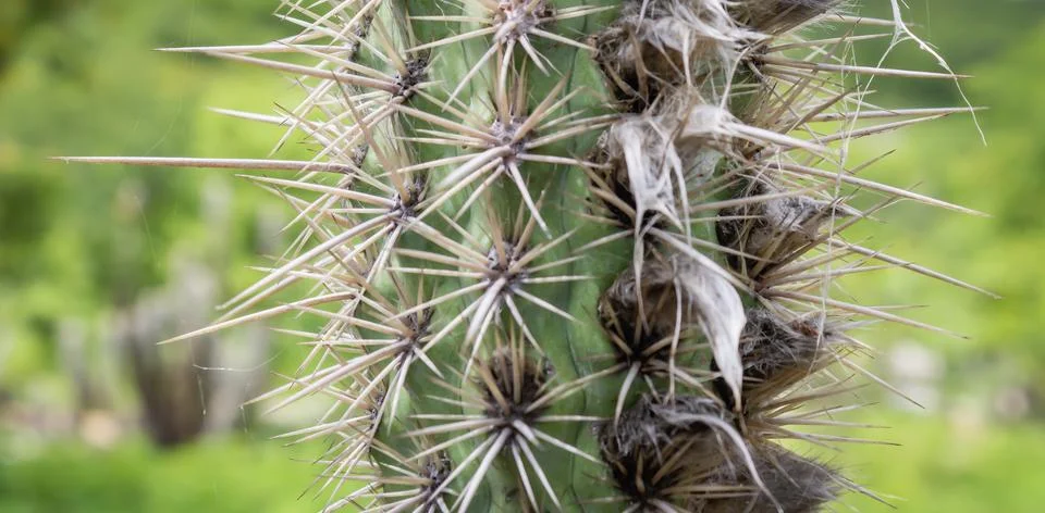 Close-up of a Cactus Stem with Sharp Spines Stock Photos