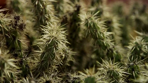 Close up of cactus stems with needles and thorns Stock Footage 329816420
