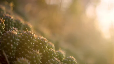 Close up cactus, succulent plant at sunset, peaceful, with a lens flare Stock Footage 99356841