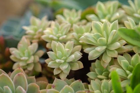 Close up of cactus succulent plants Stock Photos