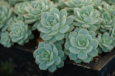 Close up of cactus succulent plants Stockfoto's