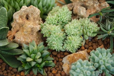 Close up of cactus succulent plants Stock Photos