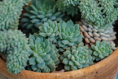 Close up of cactus succulent plants Stock Photos