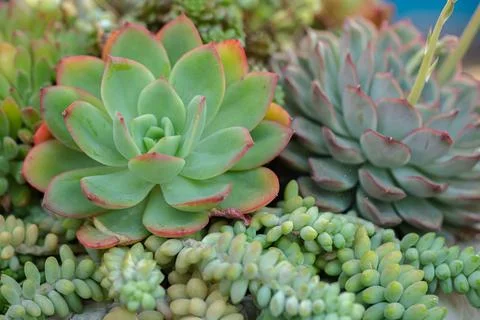 Close up of cactus succulent plants Stock Photos