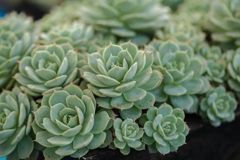 Close up of cactus succulent plants Stock Photos