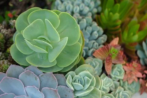 Close up of cactus succulent plants Stock Photos