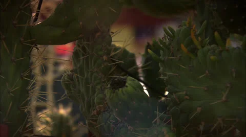 Close Up of Cactus in Sunlight HD Video Stock Footage 25654377