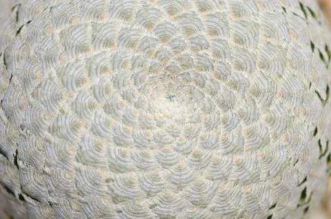 Close up of cactus texture background Stock Photos