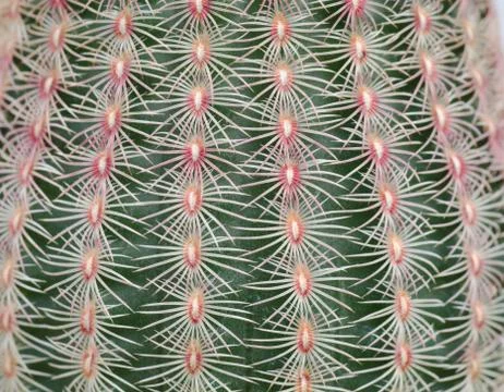 Close up of cactus texture background Stock Photos