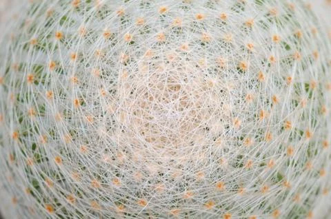 Close up of cactus texture background Stock Photos