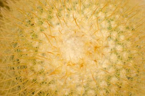 Close up of cactus texture background Stock Photos