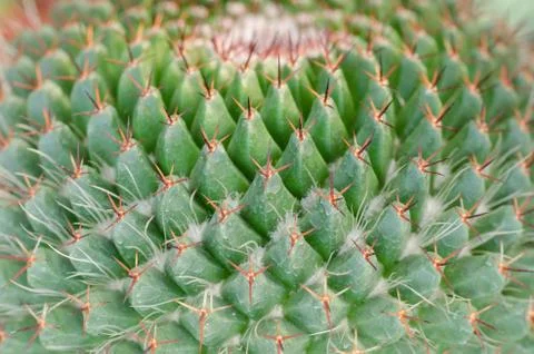 Close up of cactus texture background Stock Photos