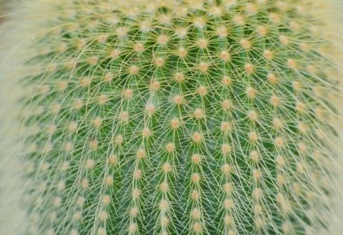 Close up of cactus texture background Stock Photos